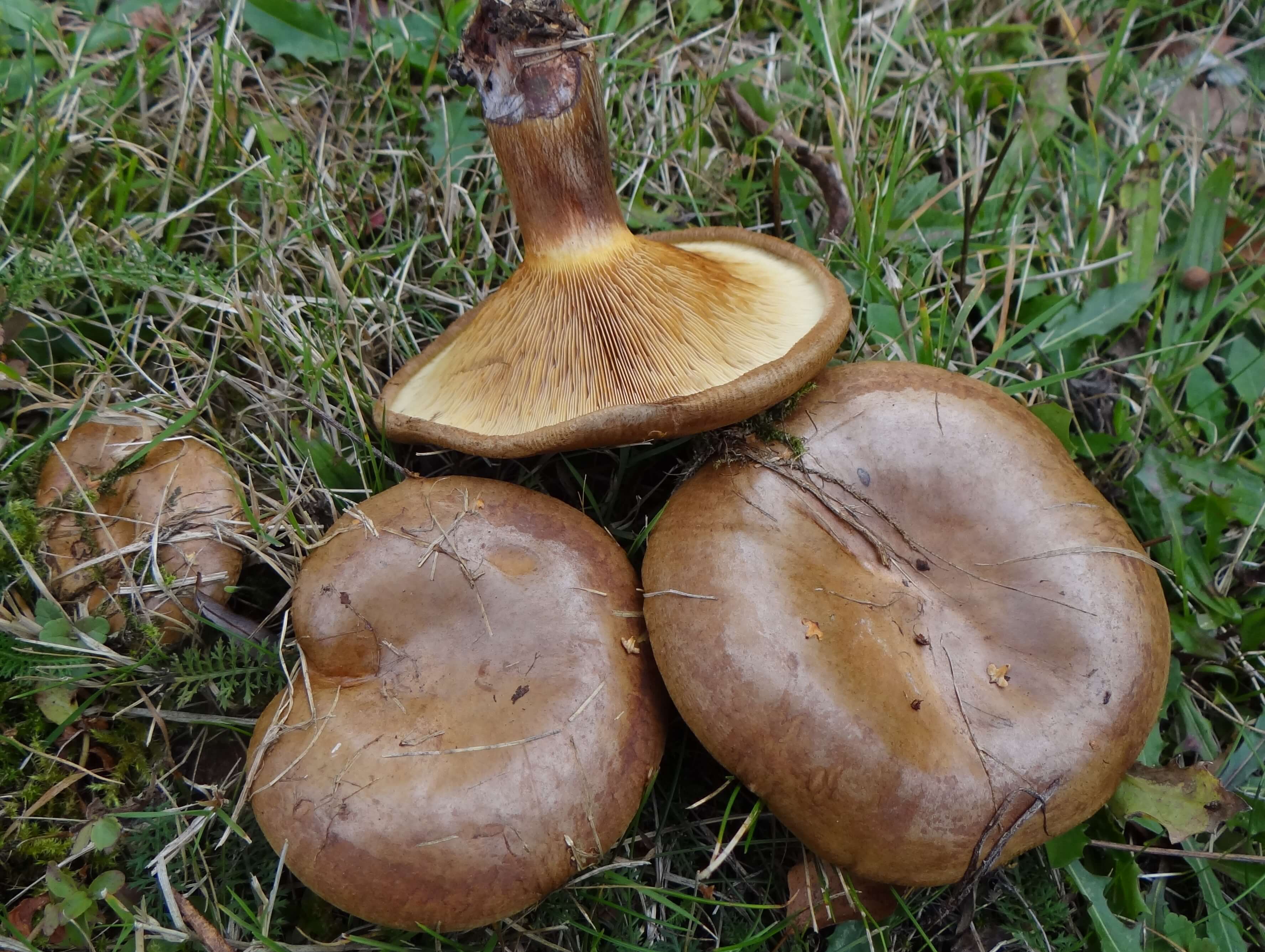 Ferkel