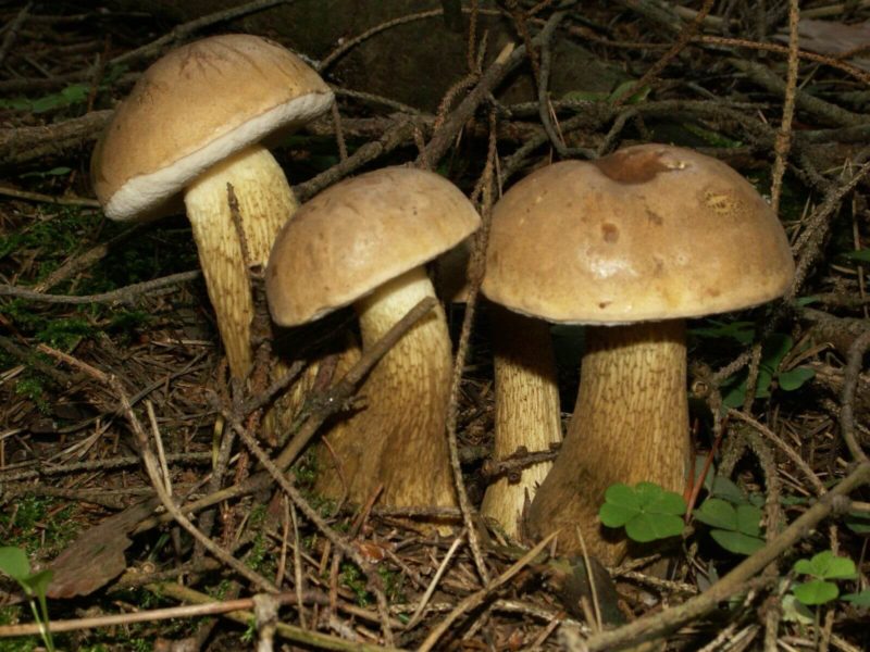 Gallpilz