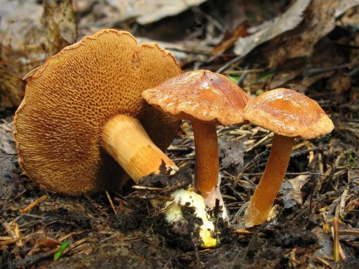 Pfefferpilz