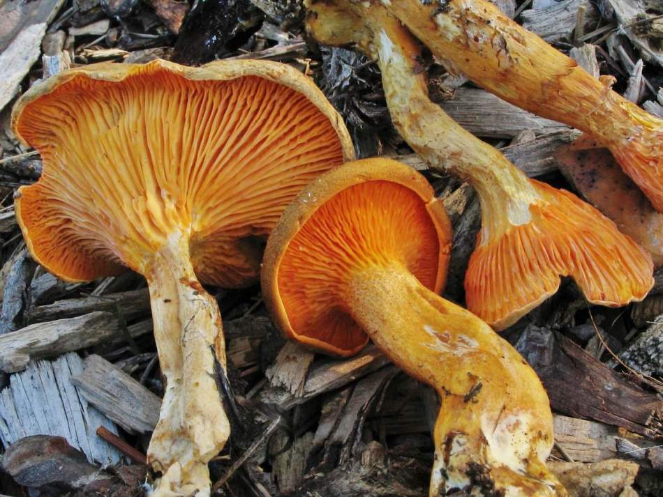 fausses chanterelles