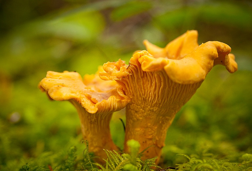 Chanterelles