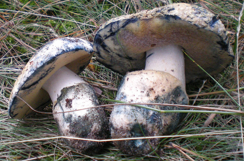 Мицел на Gyroporus cyanescens