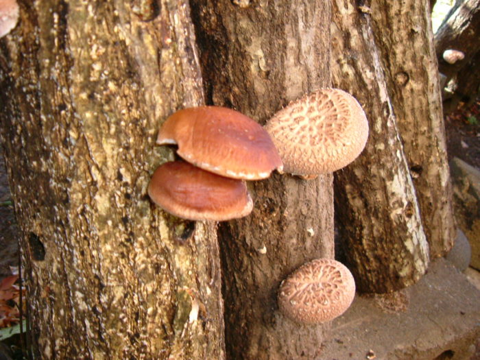 récolte de shiitakes