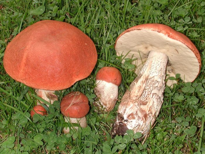 Aspen mushroom