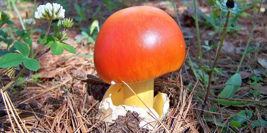 Champignons aux œufs