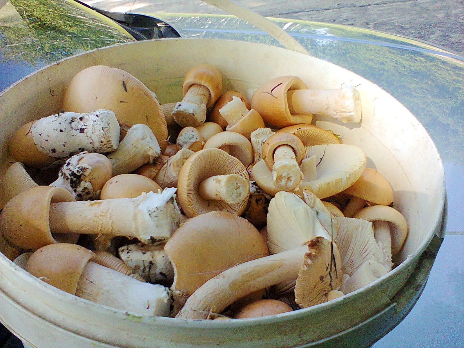 cueillette de champignons