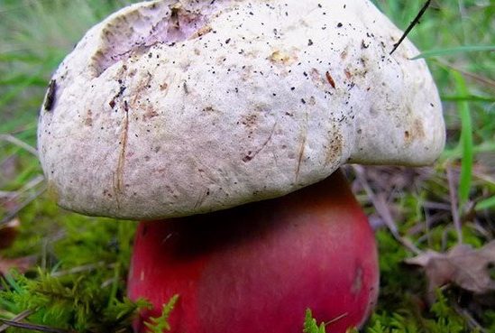 champignon satanique