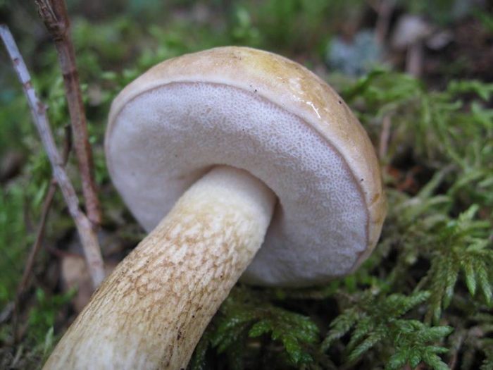 Gall mushroom