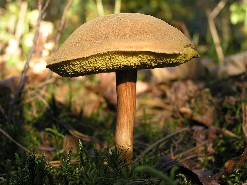 Steinpilz