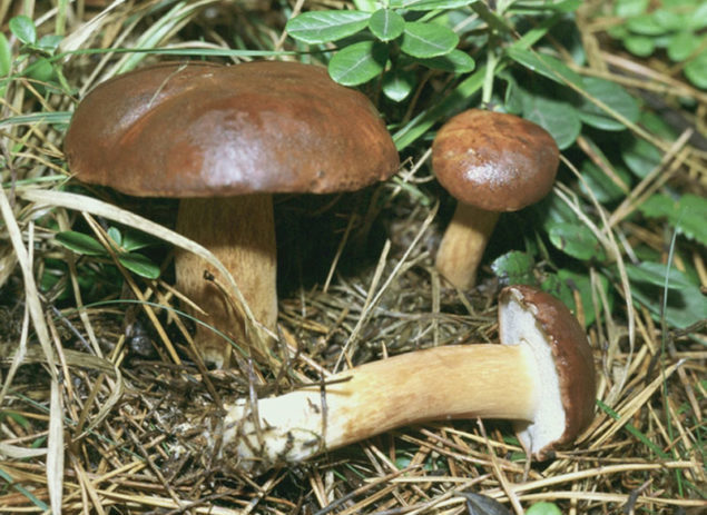 Polnischer Pilz