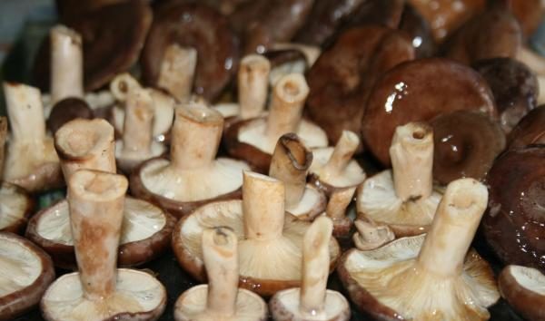 champignons de sorbier marinés