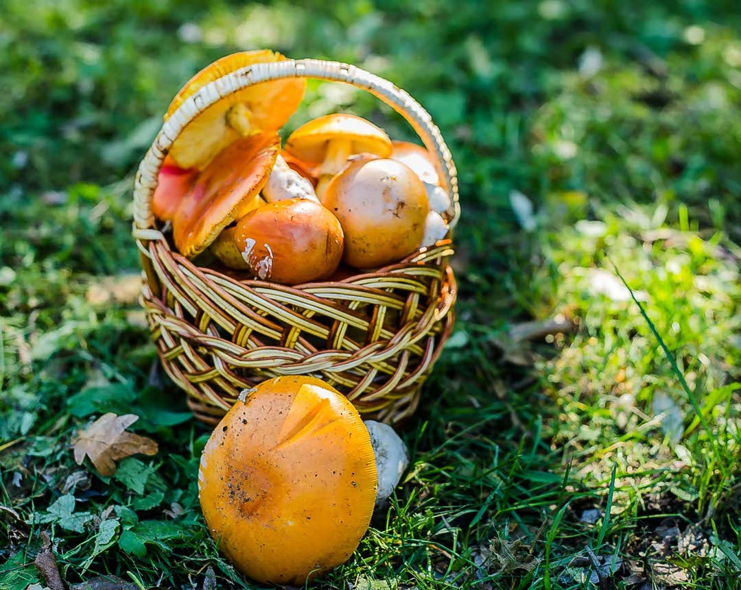 Champignons aux œufs