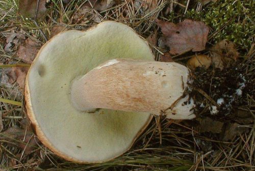 Champignon blanc