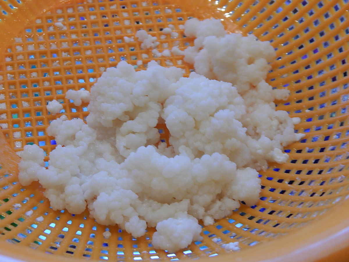 Milchpilz
