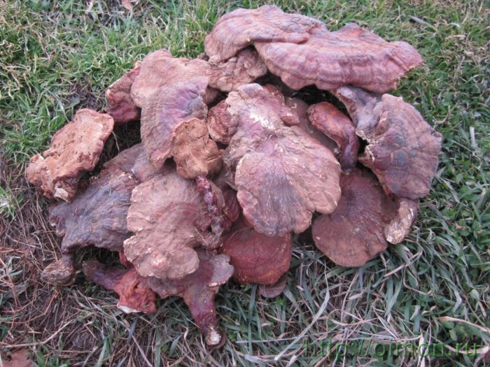 champignon Reishi