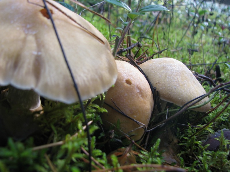 Lieux où poussent les champignons