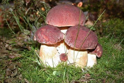 Champignon blanc