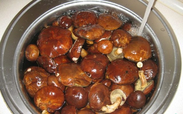 funghi sottaceto polacchi