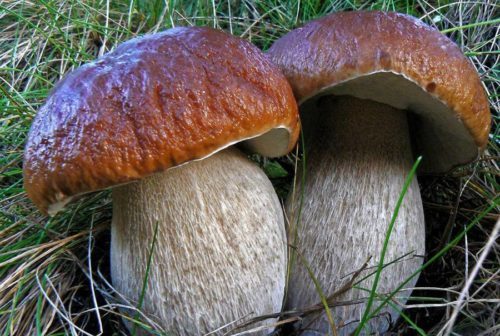 Champignon blanc