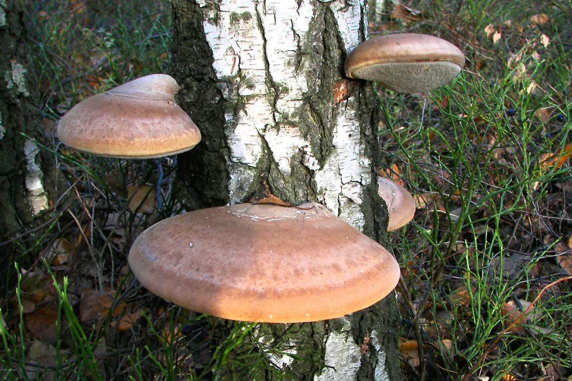 champignon amadou du bouleau