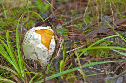 Champignons aux œufs