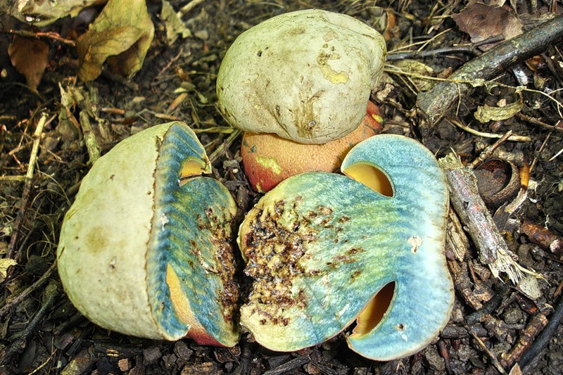 Champignon en coupe transversale