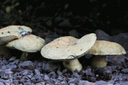 Quetschpilz