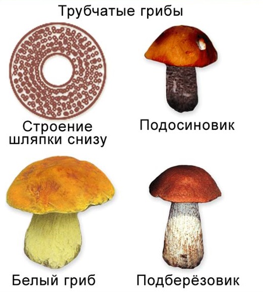 Characteristics of tubular mushrooms