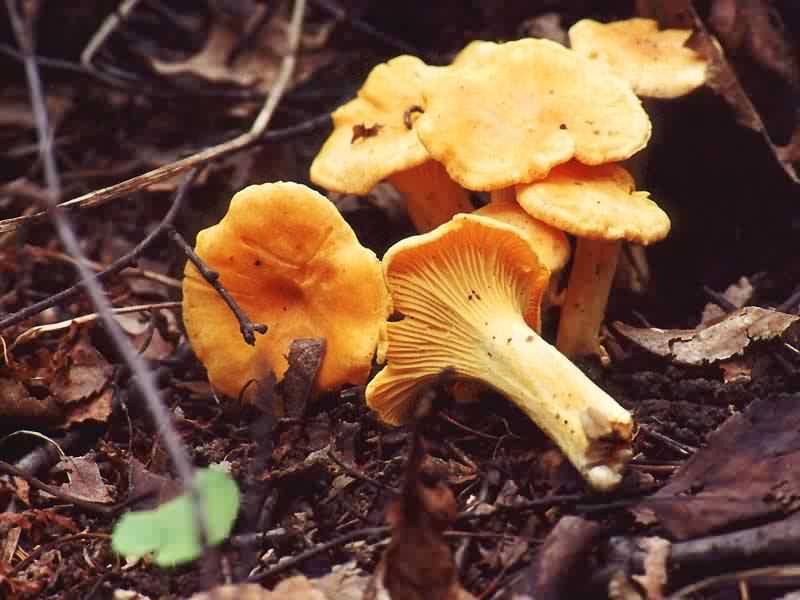 Pfifferlinge