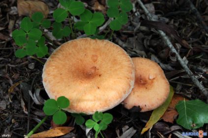 Champignons du chemin