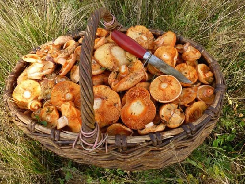 Pilze sammeln