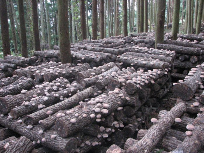Shiitake