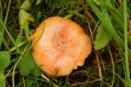 Pfifferlinge