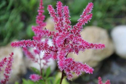 Prendre soin des astilbes en automne