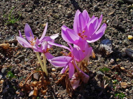 Herbstzeitlose oder Colchicum