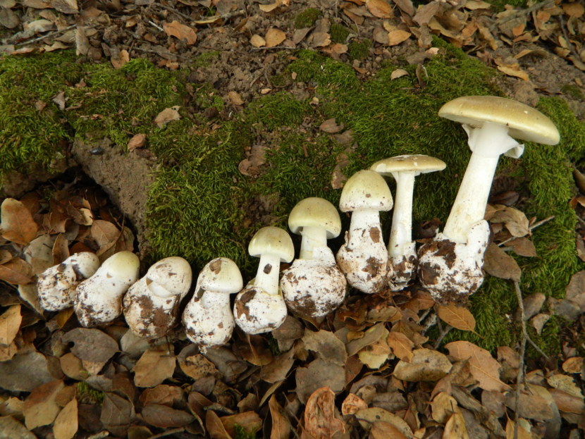 Coiffe mortuaire