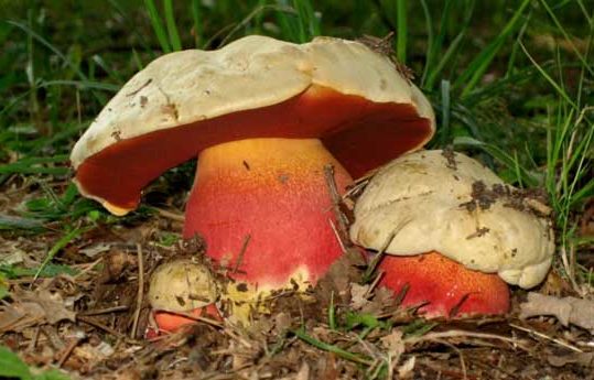 champignon satanique