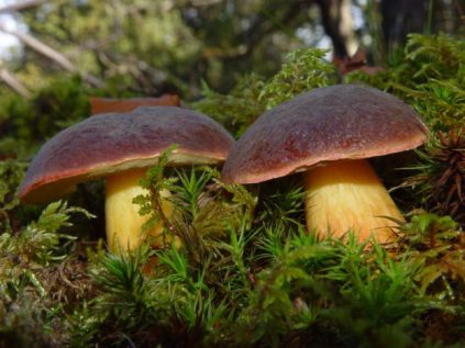 Polnischer Pilz