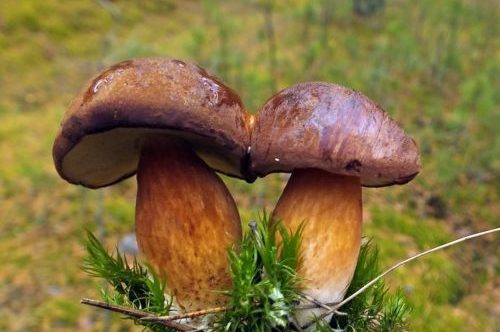 Polnischer Pilz