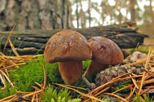 Polnischer Pilz