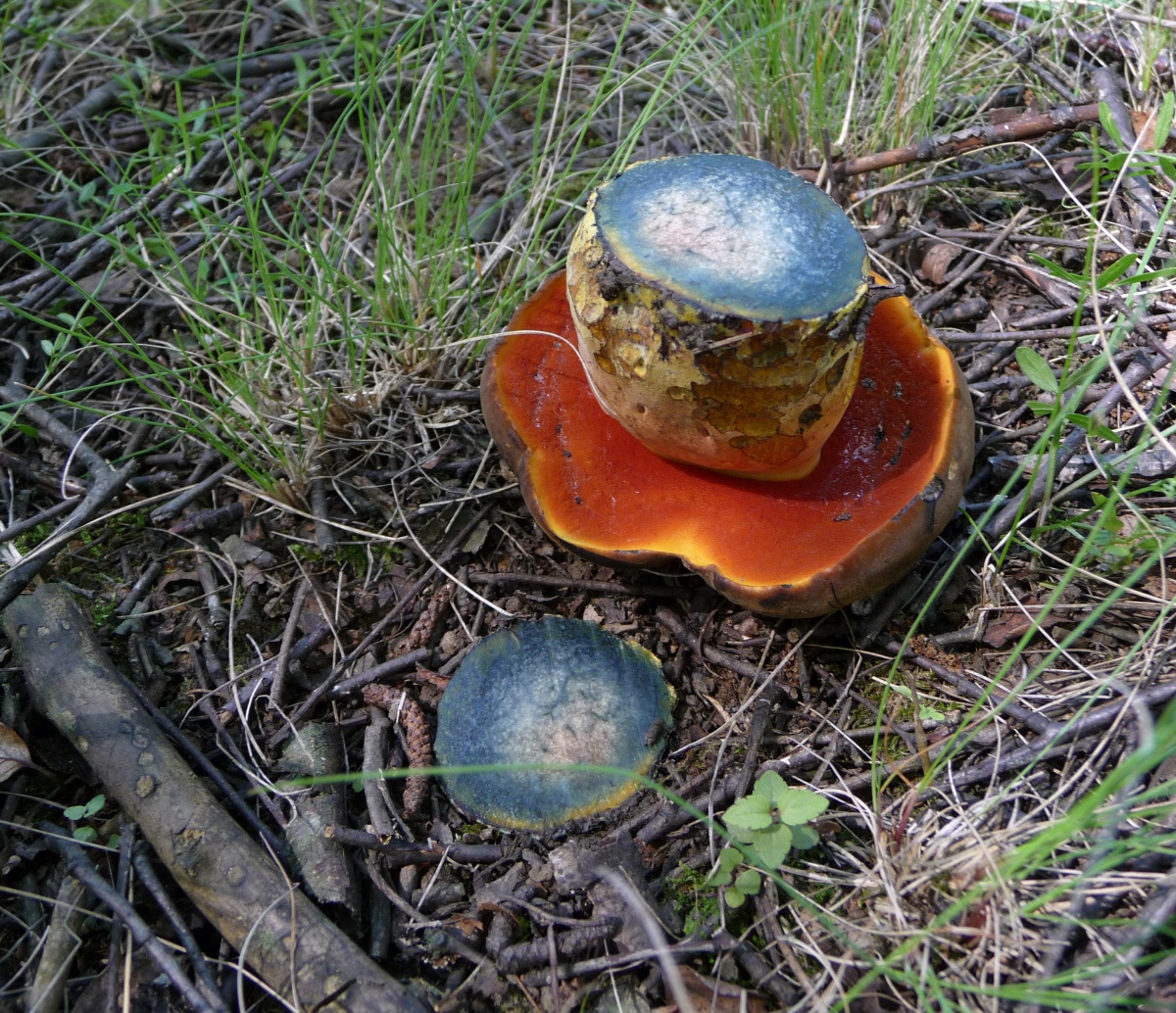 Geflecktes Eichenkraut