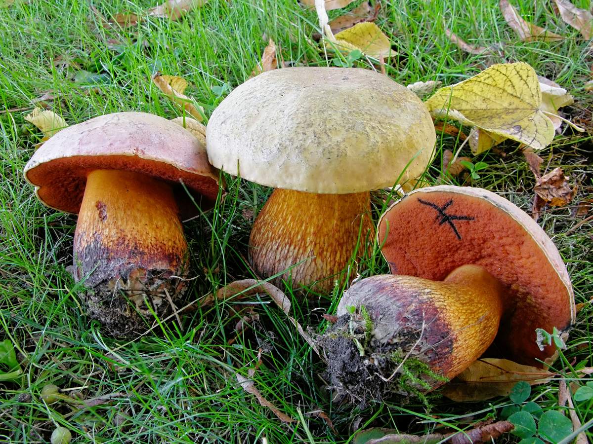 Eichenbaum olivbraun