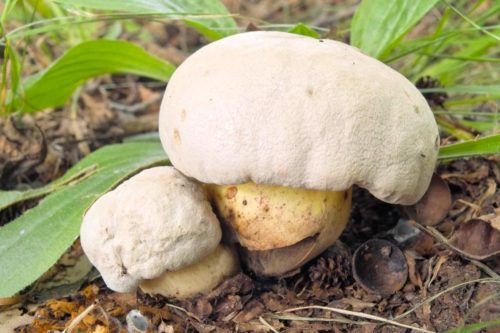 bolet blanc