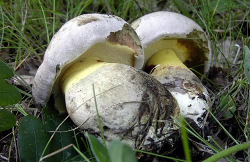 bolet blanc