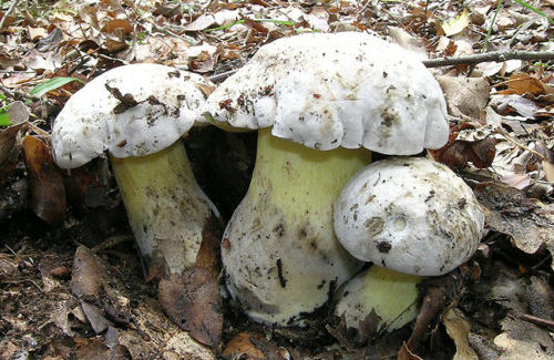 bolet blanc