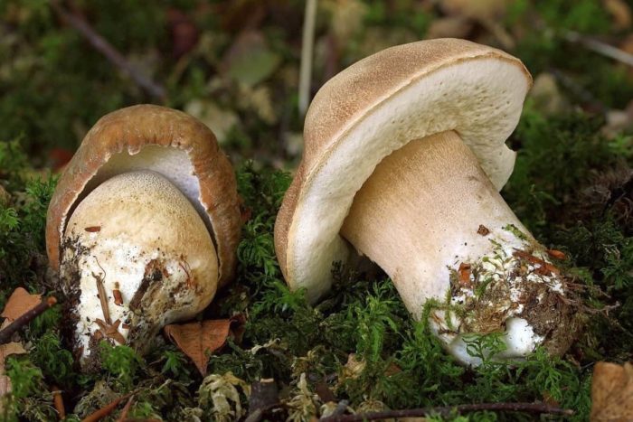 Champignon blanc