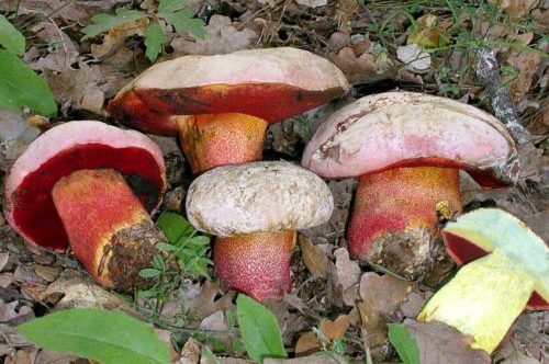 Bolet à peau rose