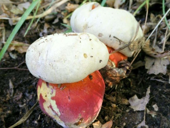 Satanic mushroom
