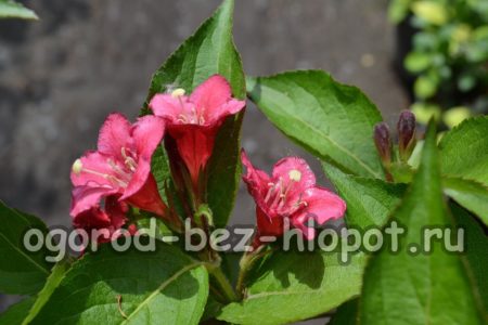 variété de weigela Bristol Ruby