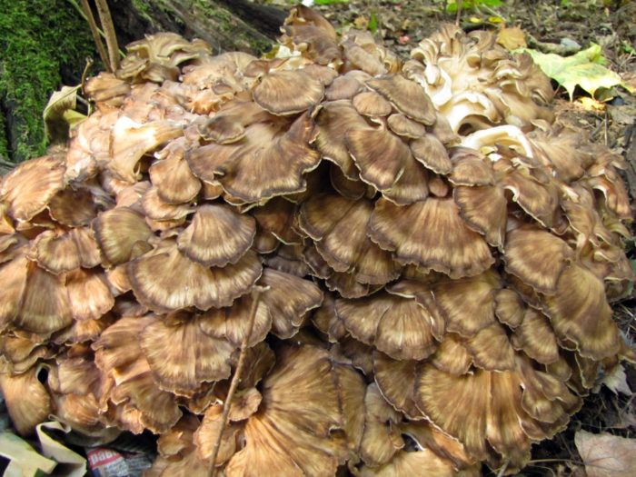 Ram-Pilz
